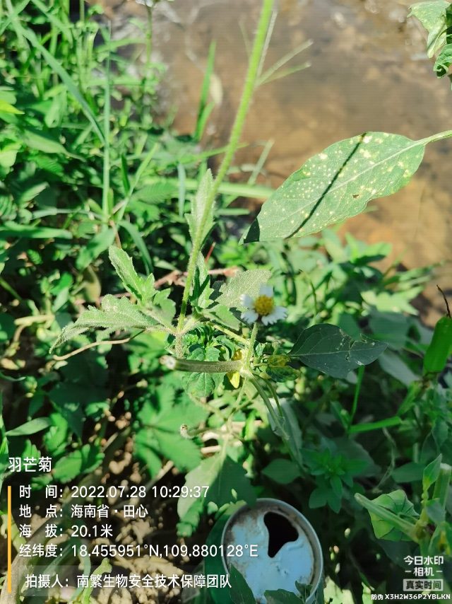 羽芒菊