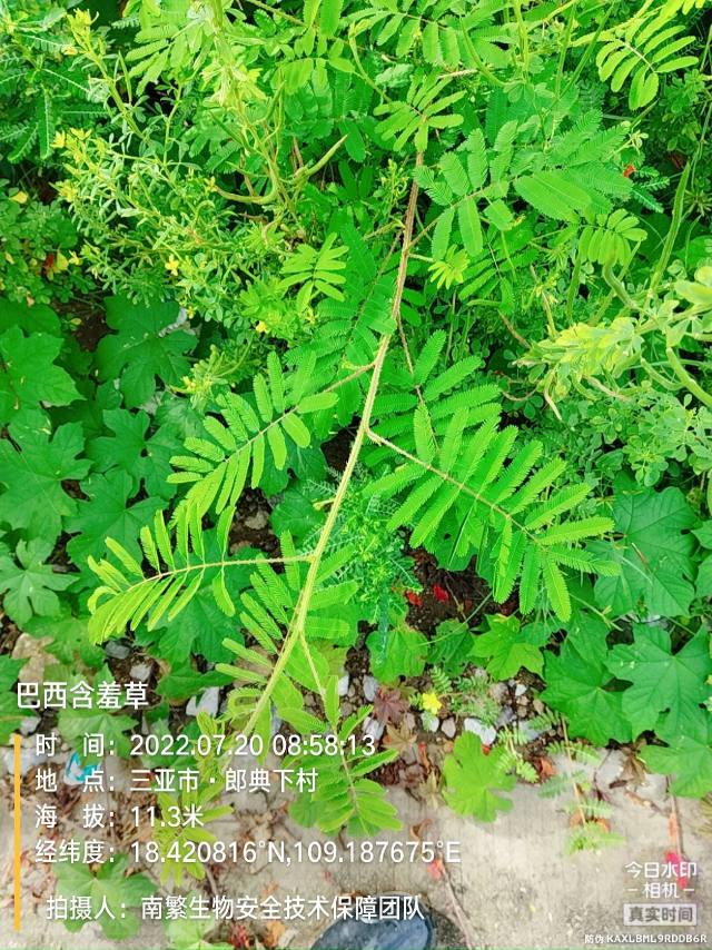 巴西含羞草