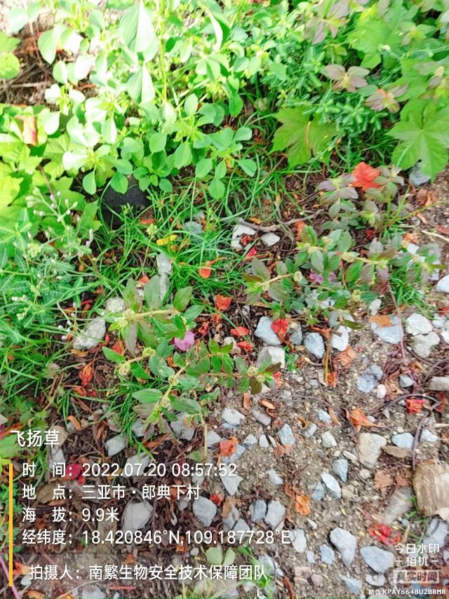 飞扬草
