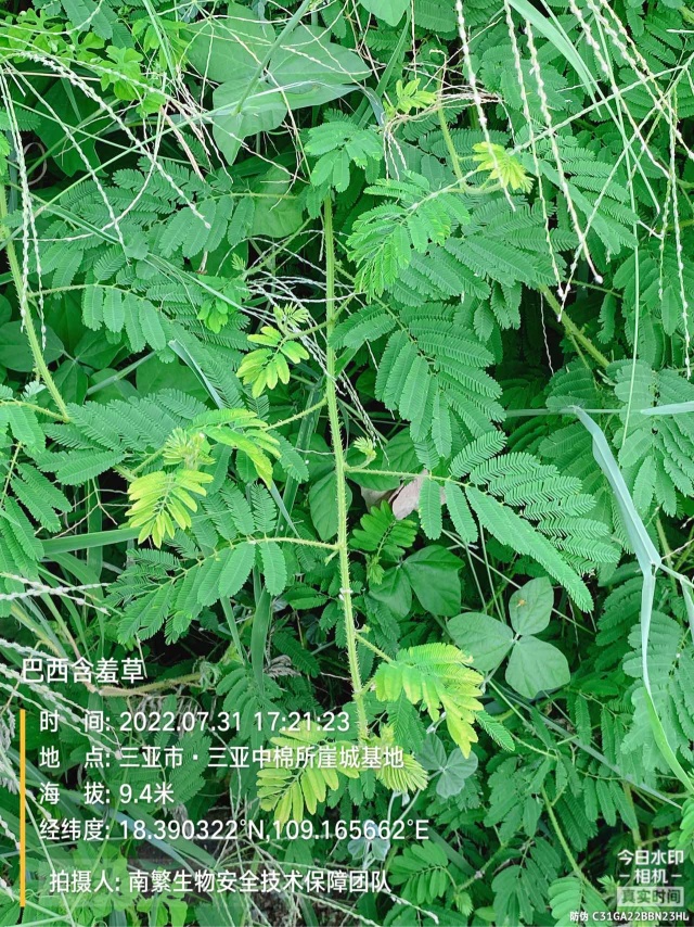 巴西含羞草