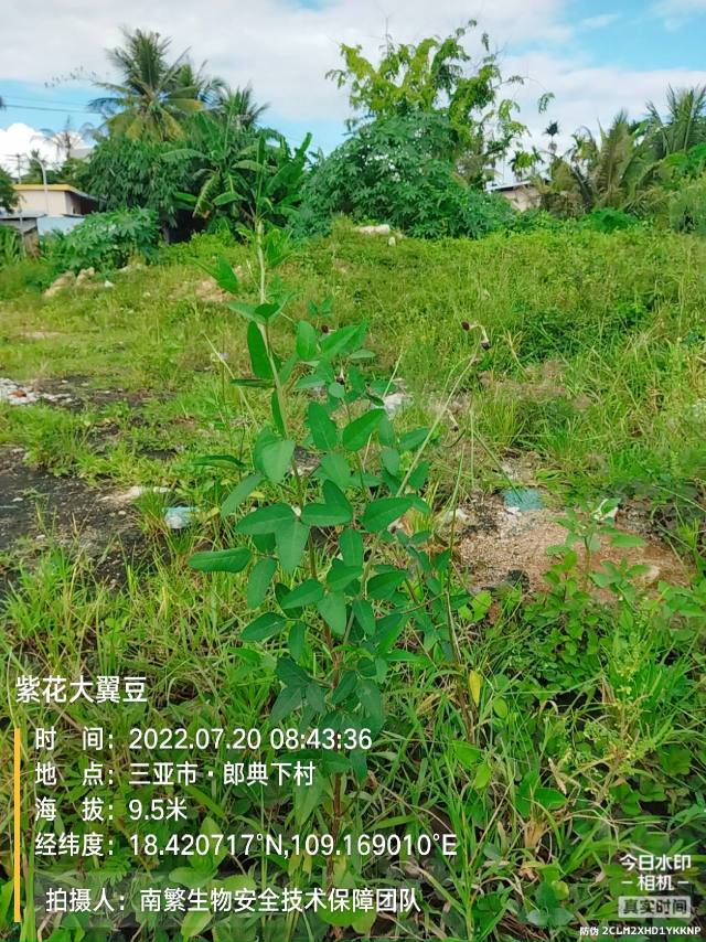 紫花大翼豆
