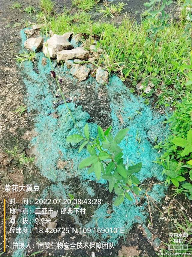 紫花大翼豆