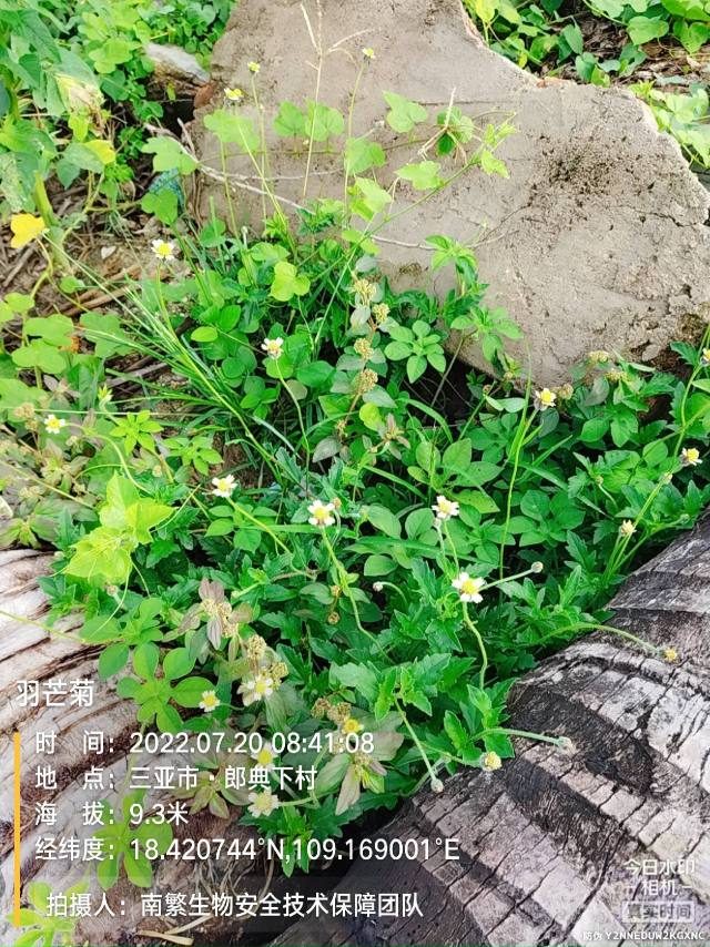 羽芒菊