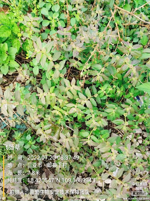 飞扬草