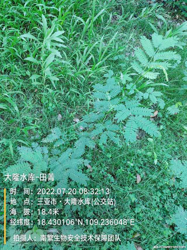 大隆水库-田菁