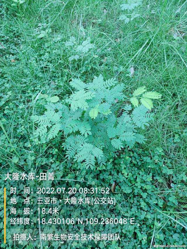 大隆水库-田菁