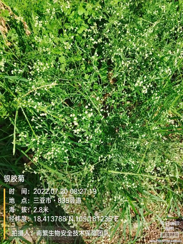 银胶菊