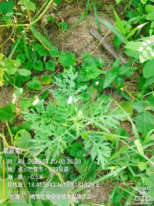 银胶菊