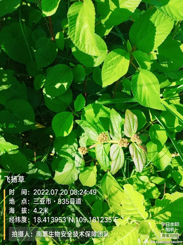 飞扬草
