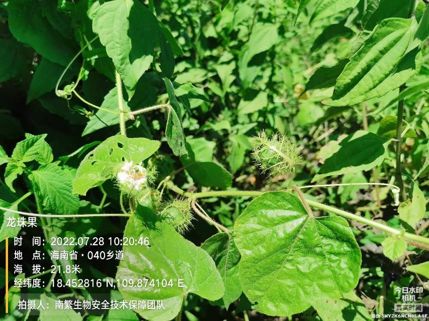 龙珠果