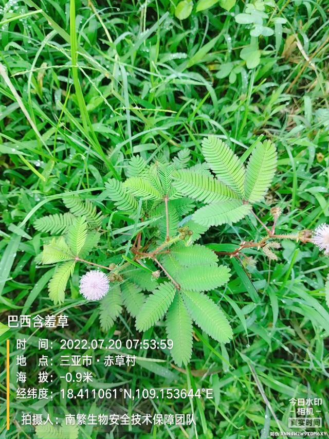巴西含羞草