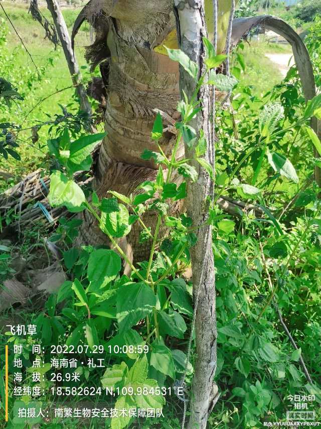 飞机草
