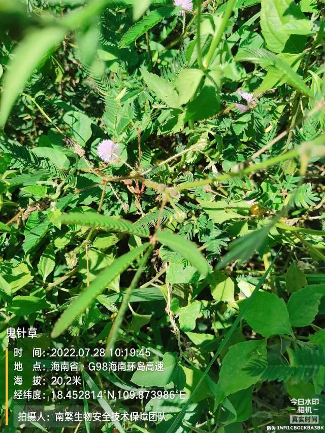 鬼针草