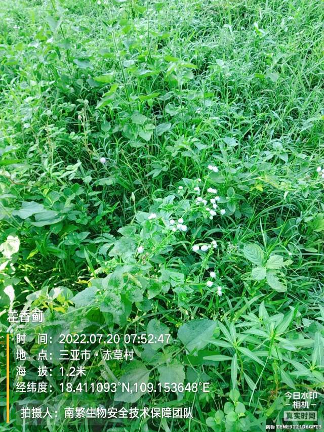 藿香蓟
