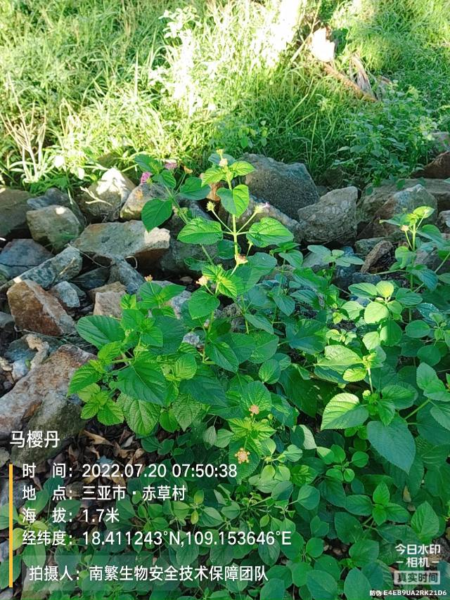 马樱丹