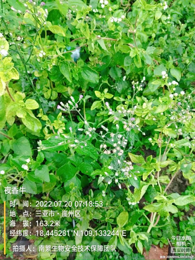 夜香牛