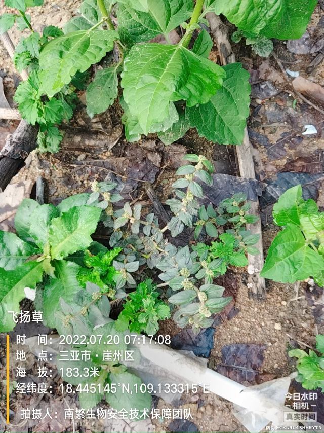 飞扬草