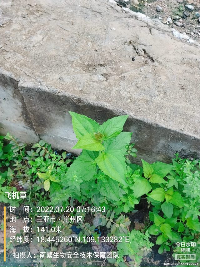 飞机草