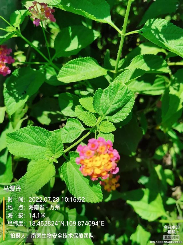 马缨丹
