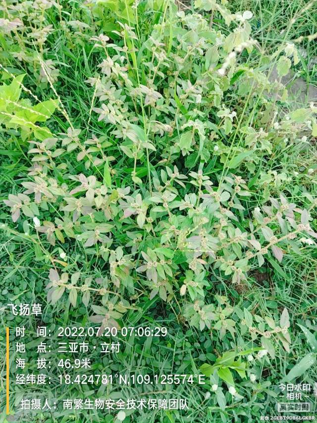 飞扬草