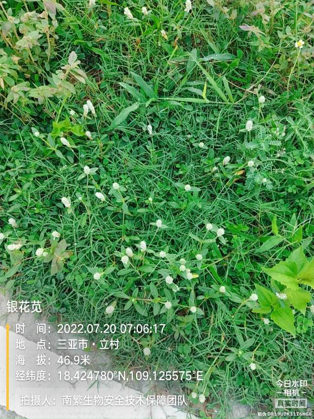 银花苋