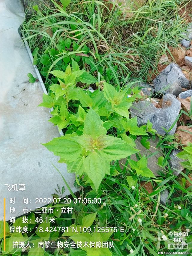 飞机草