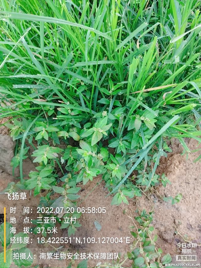 飞扬草