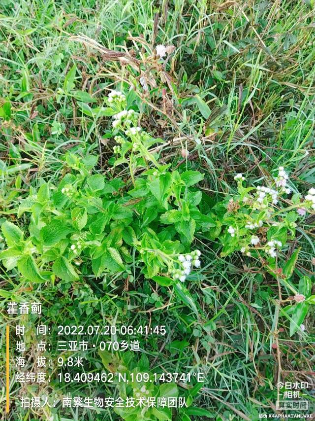 藿香蓟