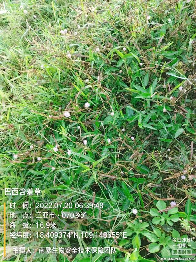 巴西含羞草