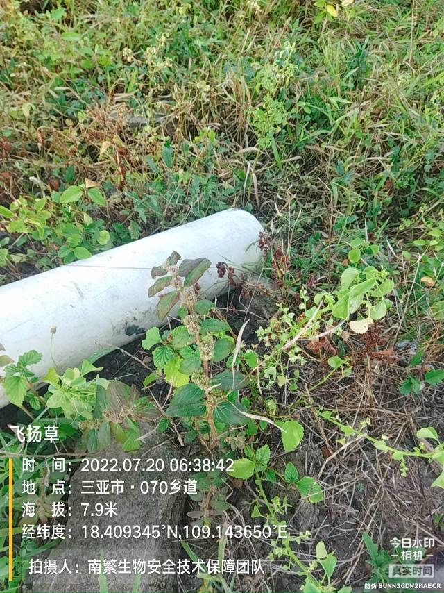飞扬草