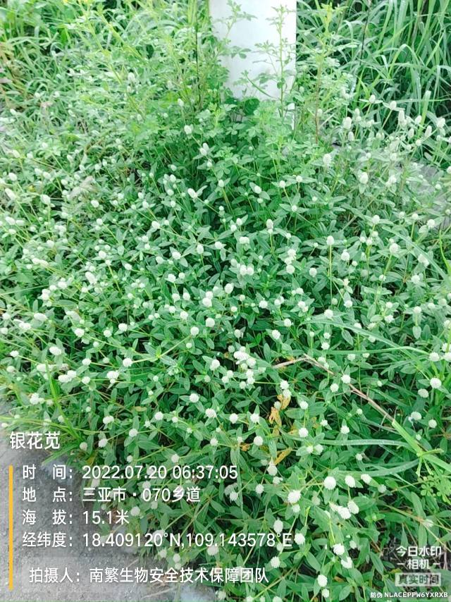银花苋