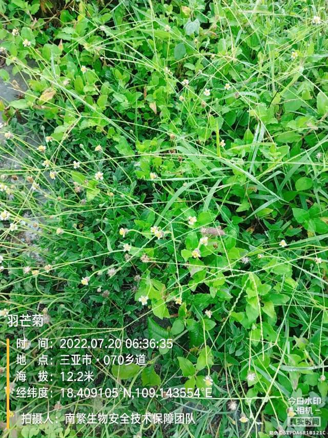 羽芒菊