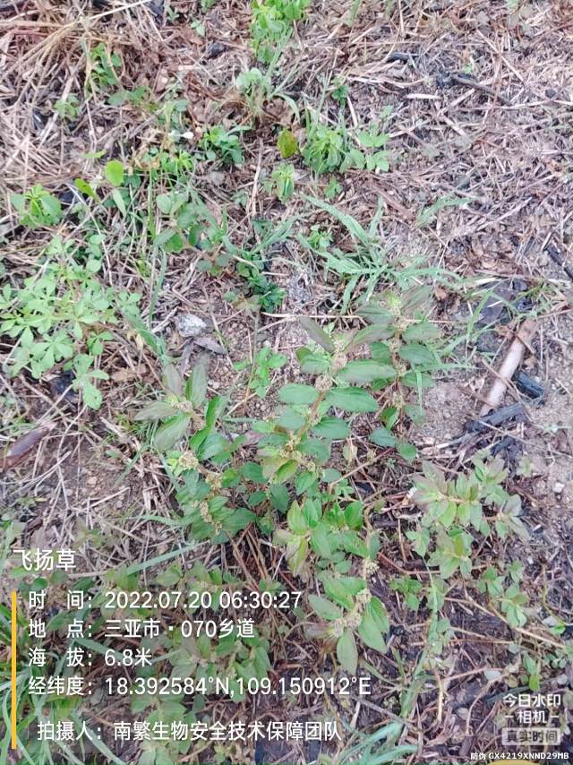 飞扬草