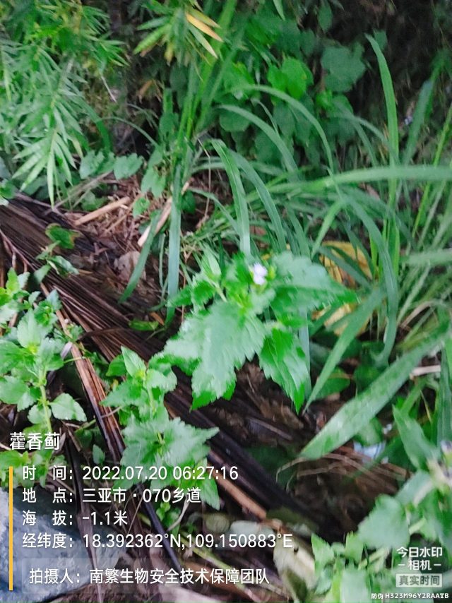 藿香蓟