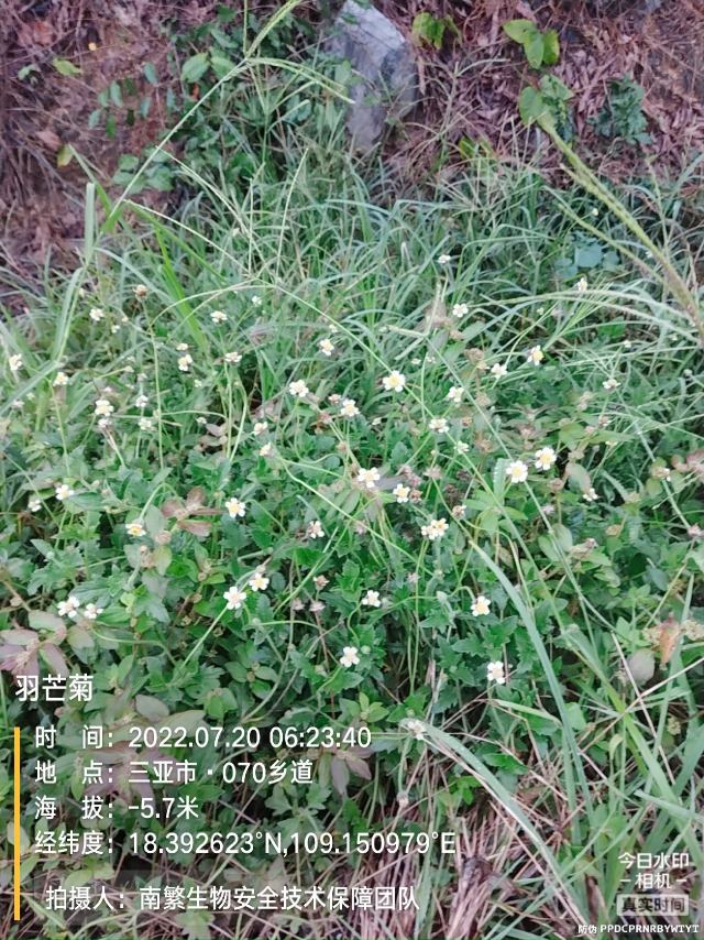 羽芒菊