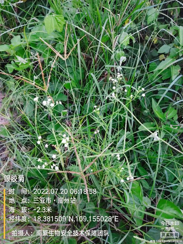 银胶菊