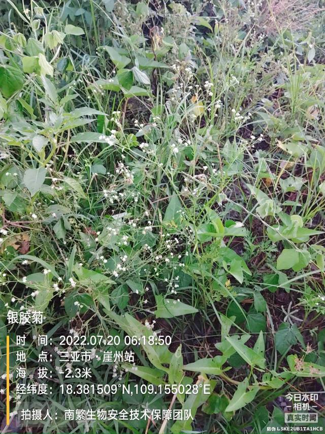 银胶菊