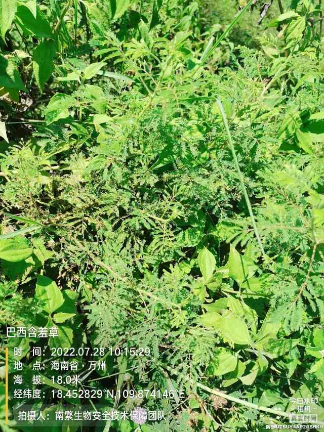 巴西含羞草