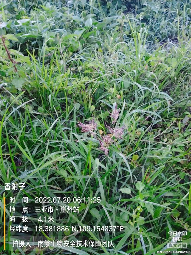 香附子