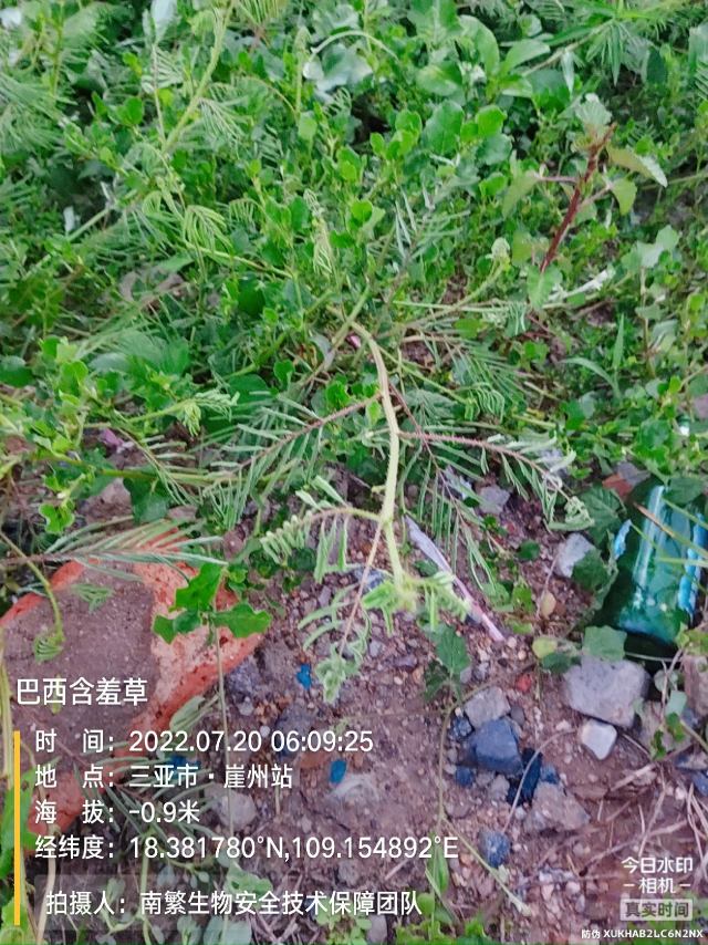 巴西含羞草
