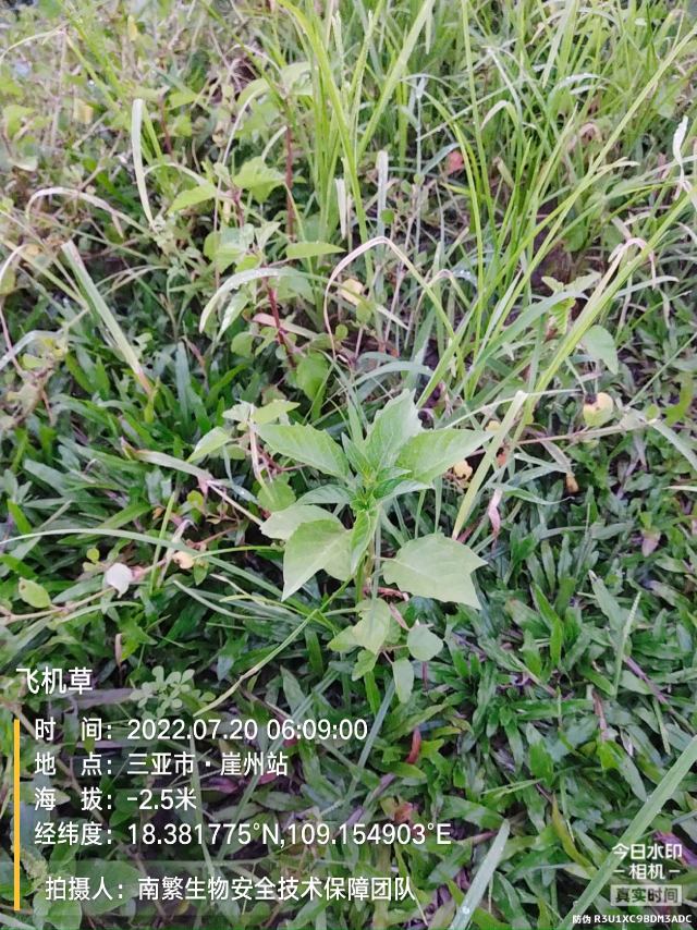 飞机草