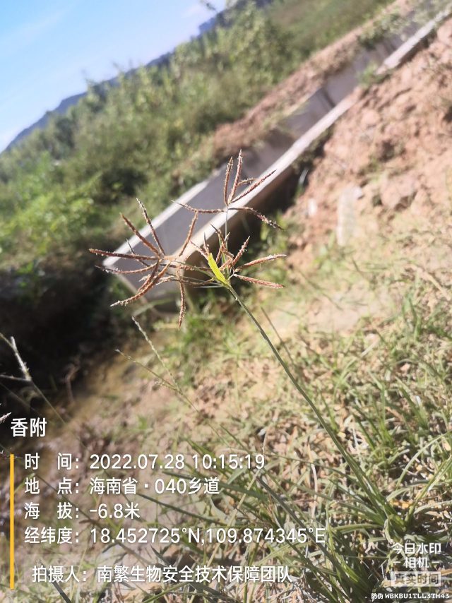香附