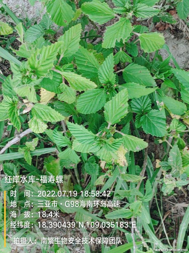 红岸水库-福寿螺