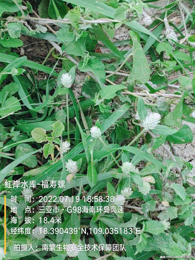 红岸水库-福寿螺