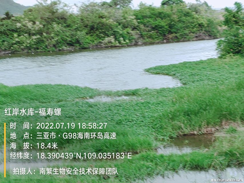 红岸水库-福寿螺