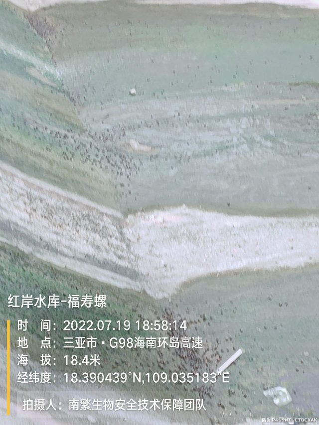 红岸水库-福寿螺