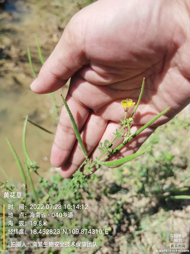 黄花草
