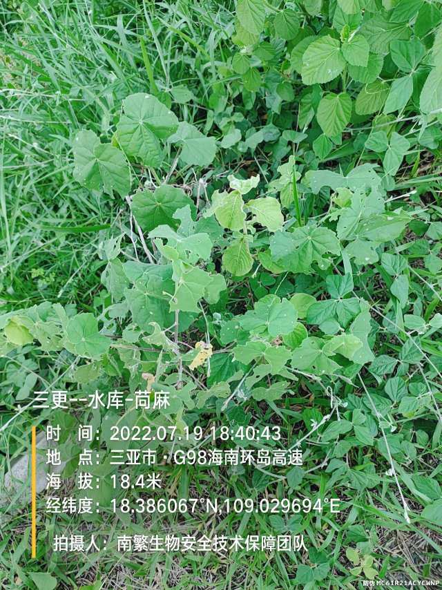 三更--水库-苘麻