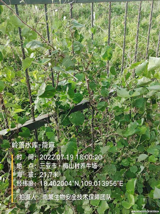 岭落水库-苘麻