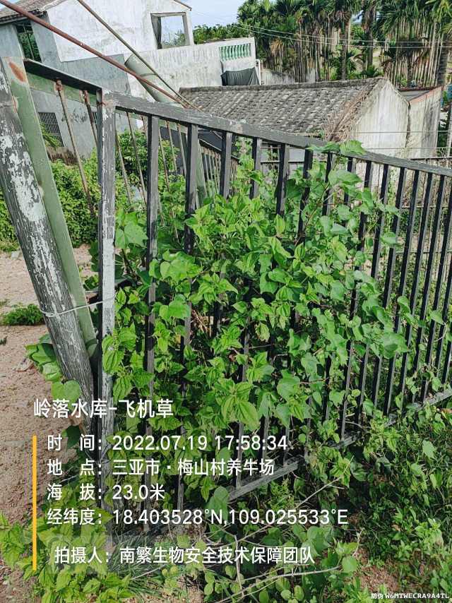 岭落水库-飞机草
